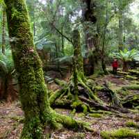 Explore the enchanting and changing moods of the ancient Tarkine Rainforest | Pete Harmsen