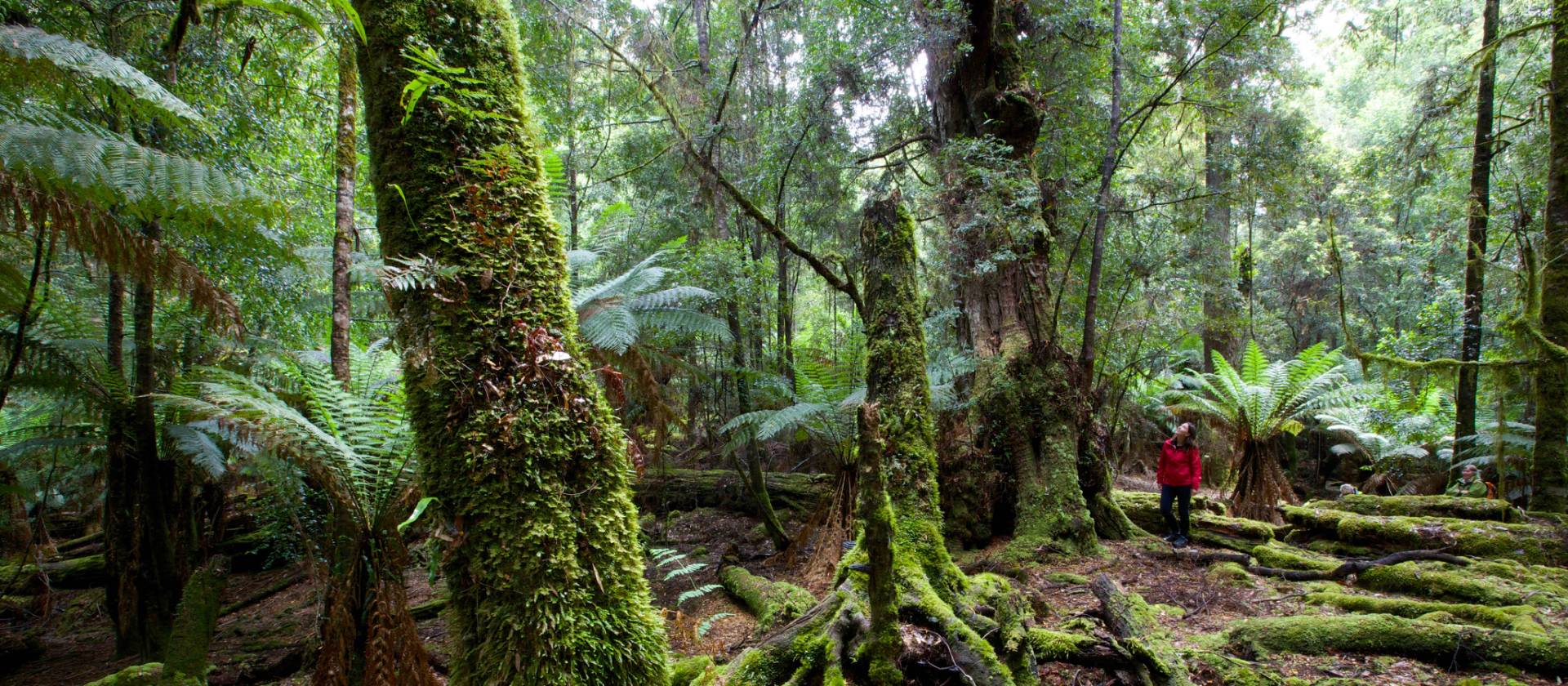 Explore the enchanting and changing moods of the ancient Tarkine Rainforest | Pete Harmsen