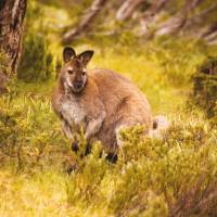 Kangaroo, Tasmania | Peter Walton