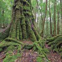 Tasmania's pristine forests are a major draw card for many visitors | Peter Walton