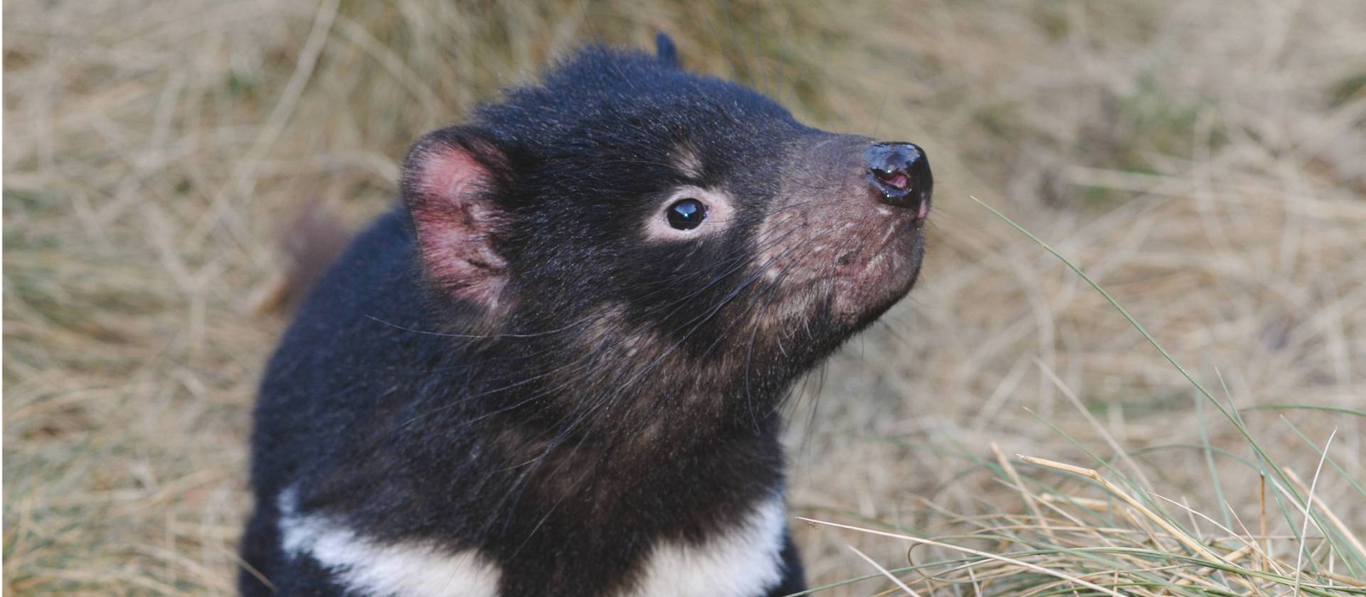 Tasmanain Devil, Tasmania | Gary Hayes