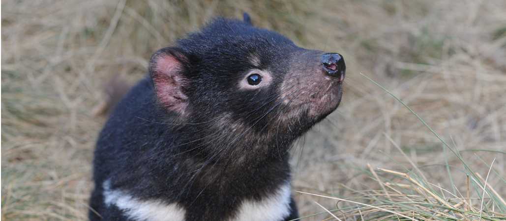 Tasmanain Devil, Tasmania | Gary Hayes