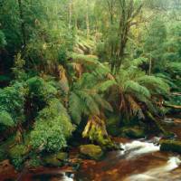 Tasmania is well known for its pristine natural environment | Richard I'Anson