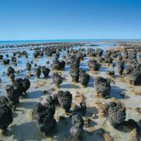 The Stromatolites at Hamelin Pool | Tourism WA