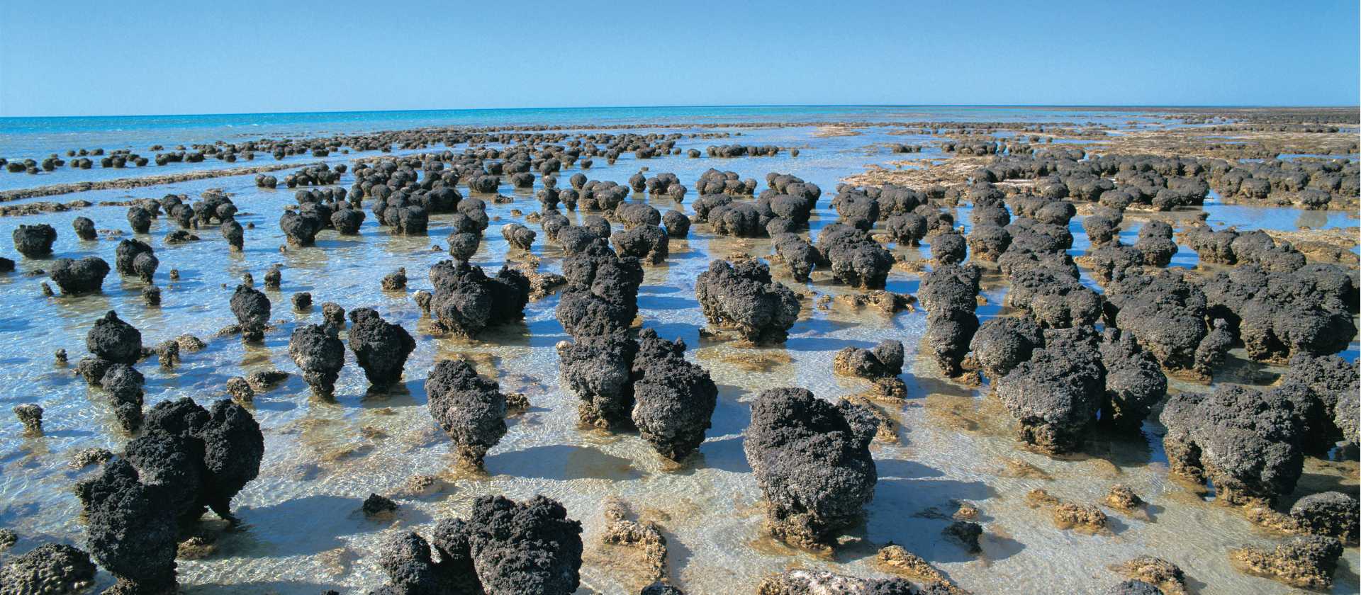 The Stromatolites at Hamelin Pool | Tourism WA