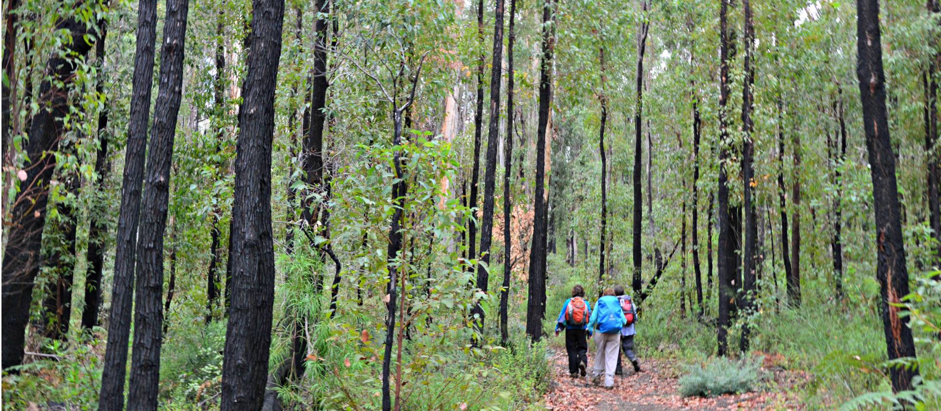 Walkers on the Bibbulmun Track