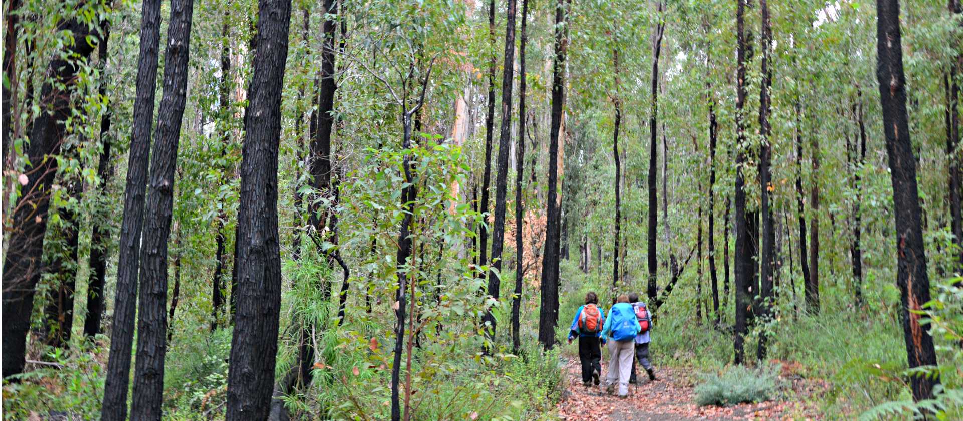 Walkers on the Bibbulmun Track