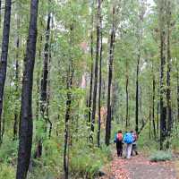 Walkers on the Bibbulmun Track