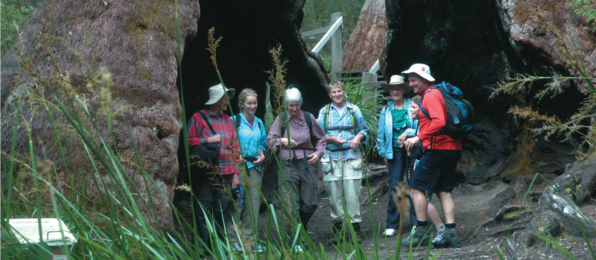 Our Bibbulmun Track trip visits 'The Valley of the Giants' in Western Australia | Paula Wade