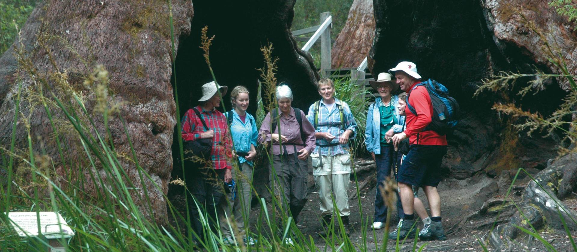 Our Bibbulmun Track trip visits 'The Valley of the Giants' in Western Australia | Paula Wade