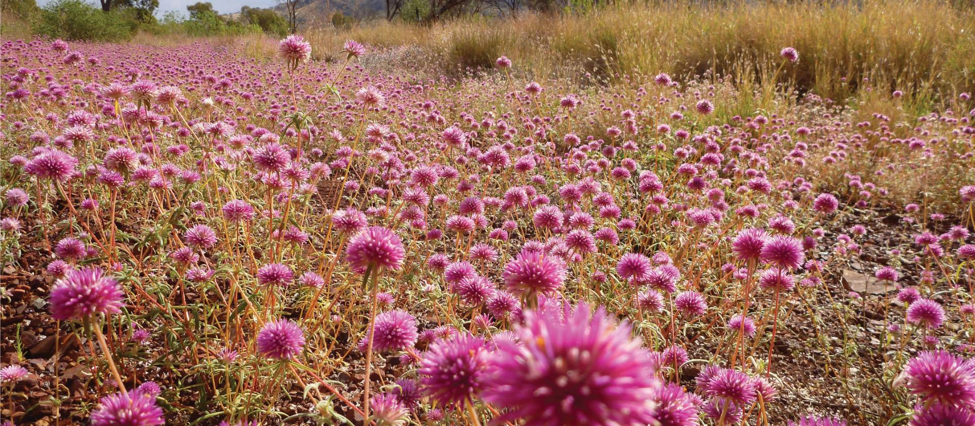 Blooming wildflowers in Karijini National Park