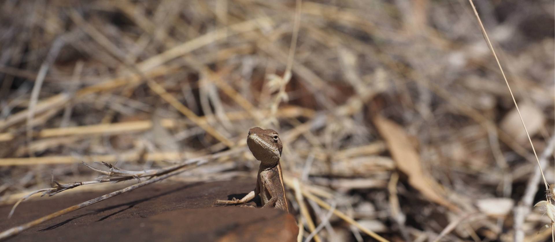 Desert lizard in Karijini National Park