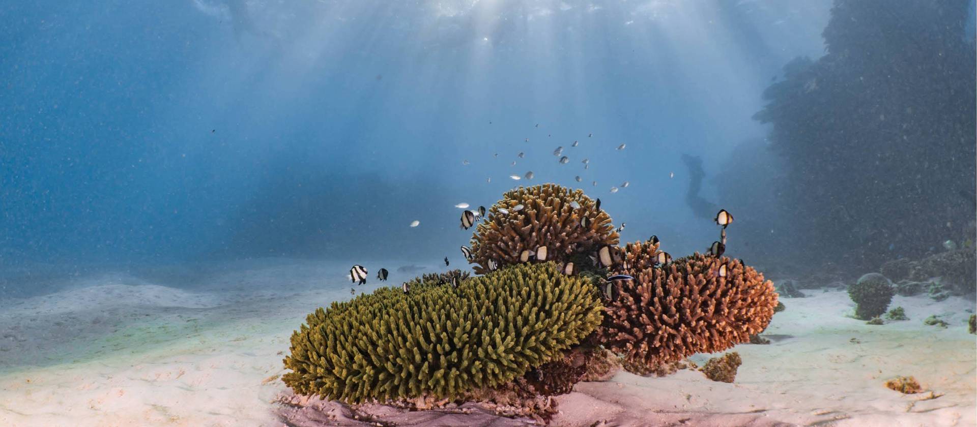 Spectacular Ningaloo Reef | Jake Parker