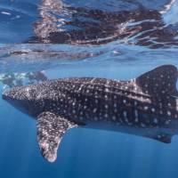 Snorkelling with whale sharks at Ningaloo Reef | Jake Parker