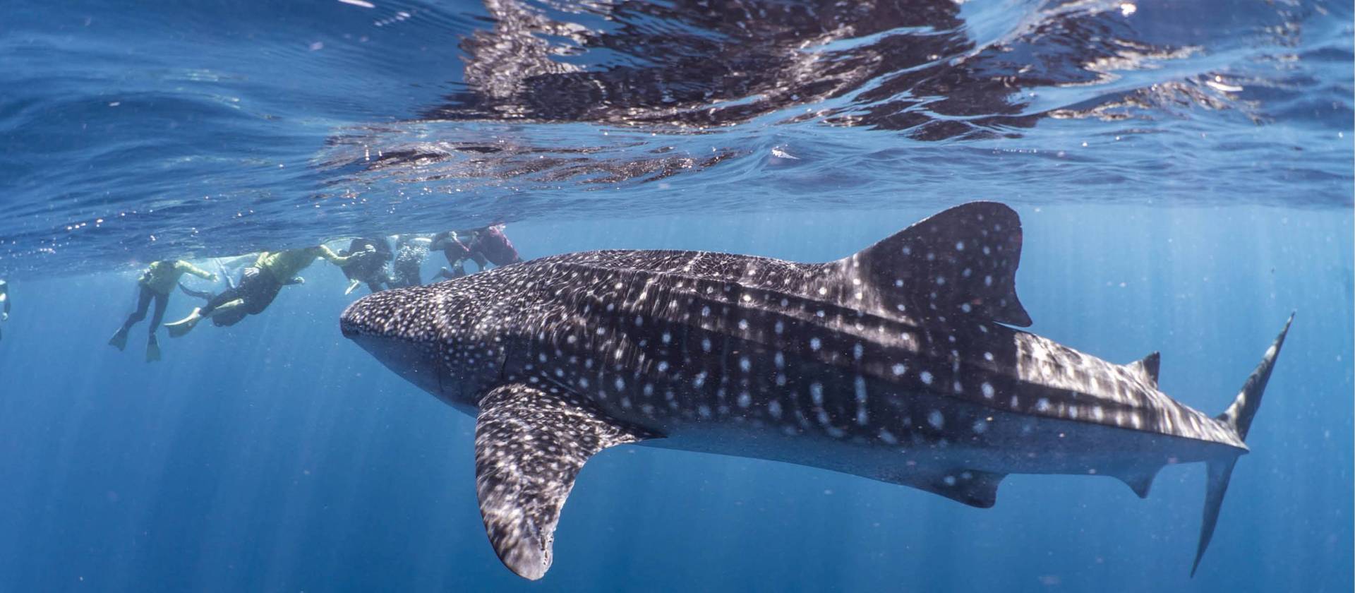 Snorkelling with whale sharks at Ningaloo Reef | Jake Parker
