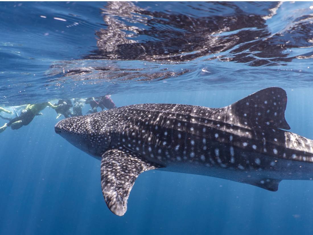 Snorkelling with whale sharks at Ningaloo Reef |  <i>Jake Parker</i>