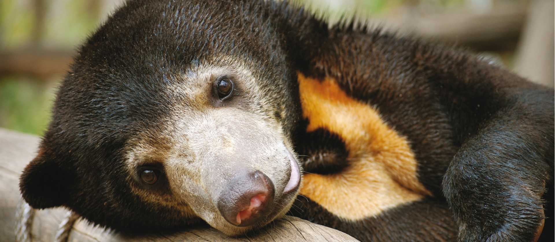 Specify Alternate Text