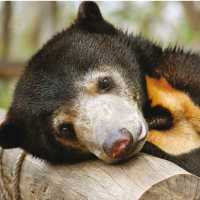 Specify Alternate Text