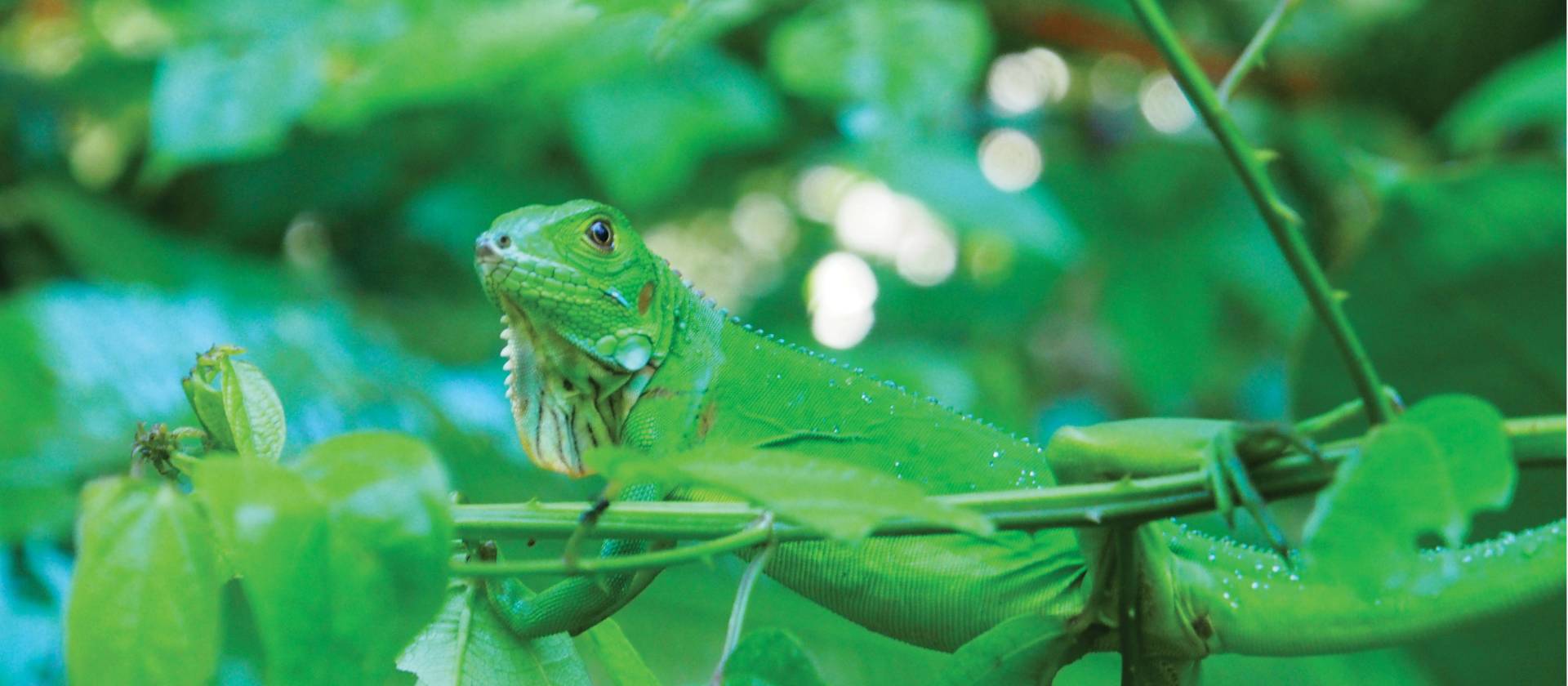 Green iguana blends into the Manuel Antonio national park, Costa Rica | Sophie Panton