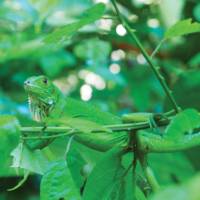 Green iguana blends into the Manuel Antonio national park, Costa Rica | Sophie Panton