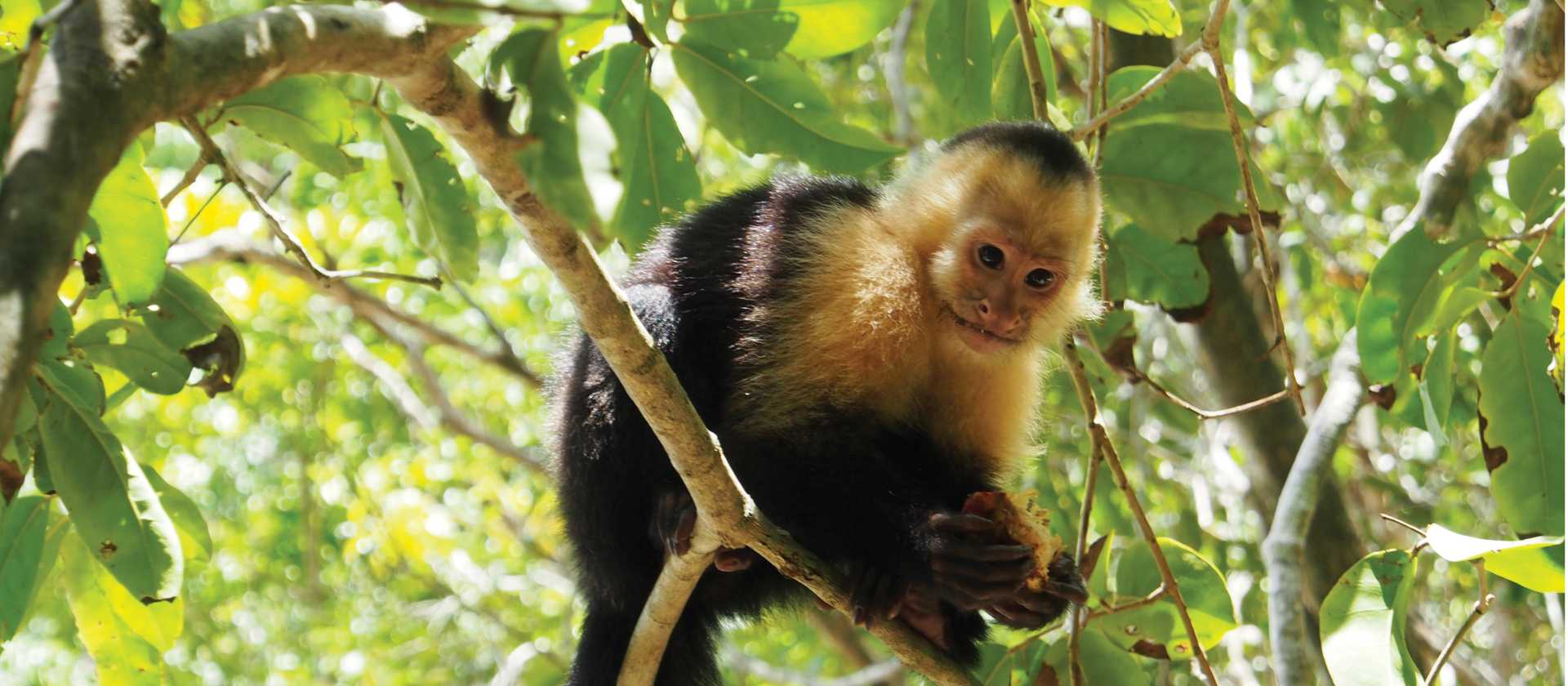Cheeky capuchin monkey | Sophie Panton