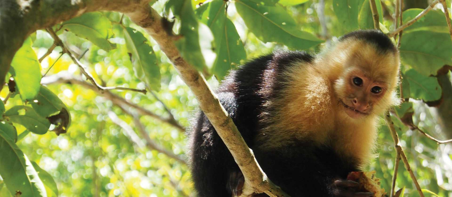 Cheeky capuchin monkey | Sophie Panton