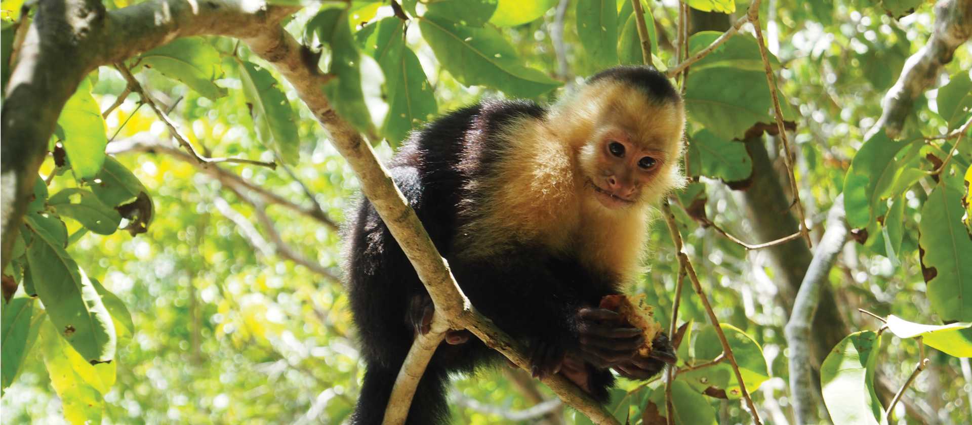 Cheeky capuchin monkey | Sophie Panton