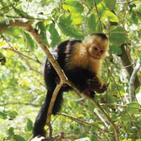 Cheeky capuchin monkey | Sophie Panton