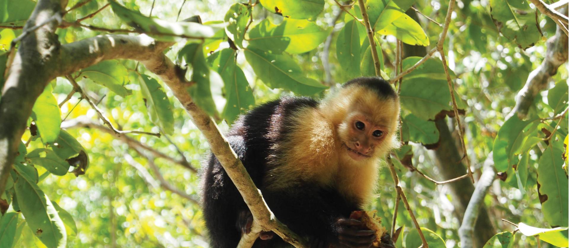 Cheeky capuchin monkey | Sophie Panton