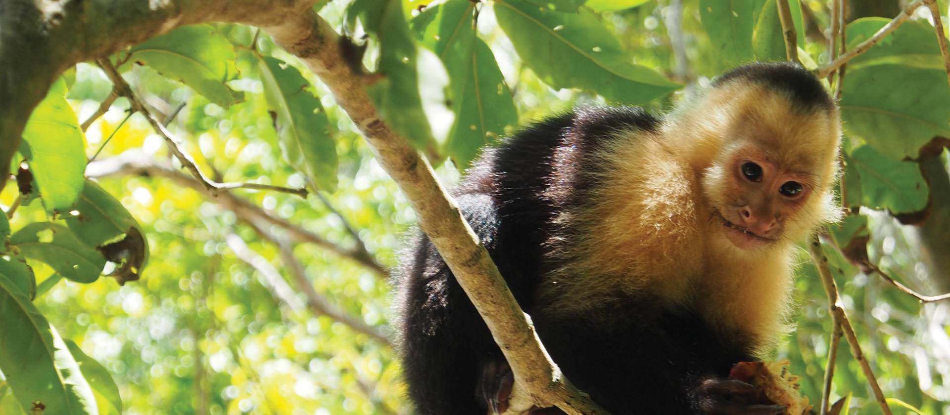 Cheeky capuchin monkey | Sophie Panton