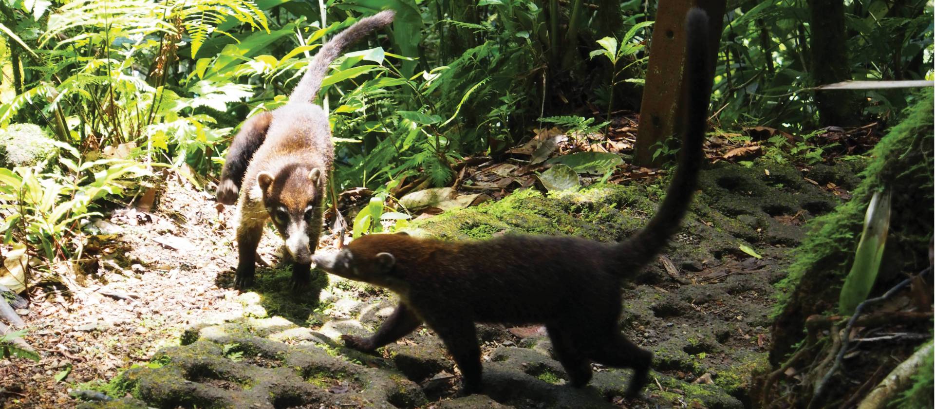 Coati spotting on the Arenal Rainforest walk | Sophie Panton