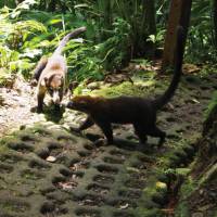 Coati spotting on the Arenal Rainforest walk | Sophie Panton