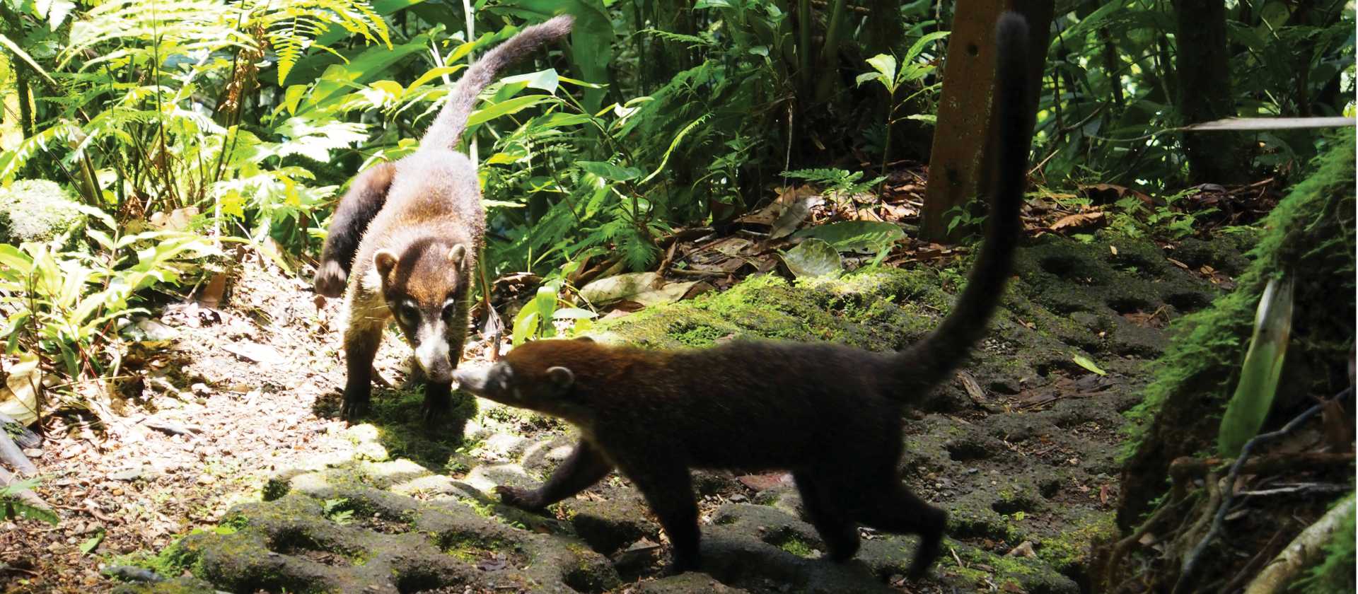 Coati spotting on the Arenal Rainforest walk | Sophie Panton