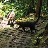 Coati spotting on the Arenal Rainforest walk | Sophie Panton