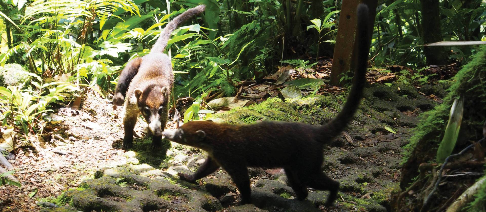 Coati spotting on the Arenal Rainforest walk | Sophie Panton