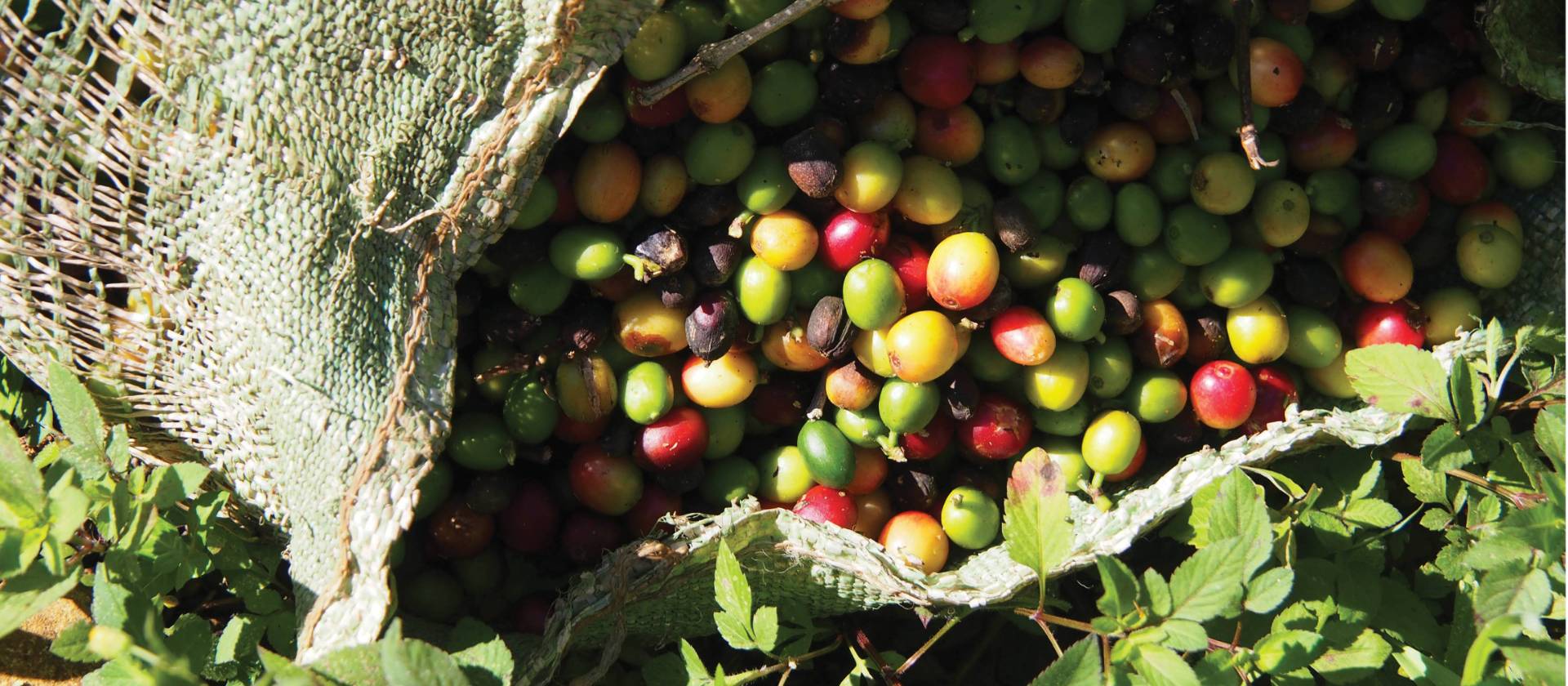 Coffee beans | Michele Eckersley