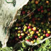 Coffee beans | Michele Eckersley