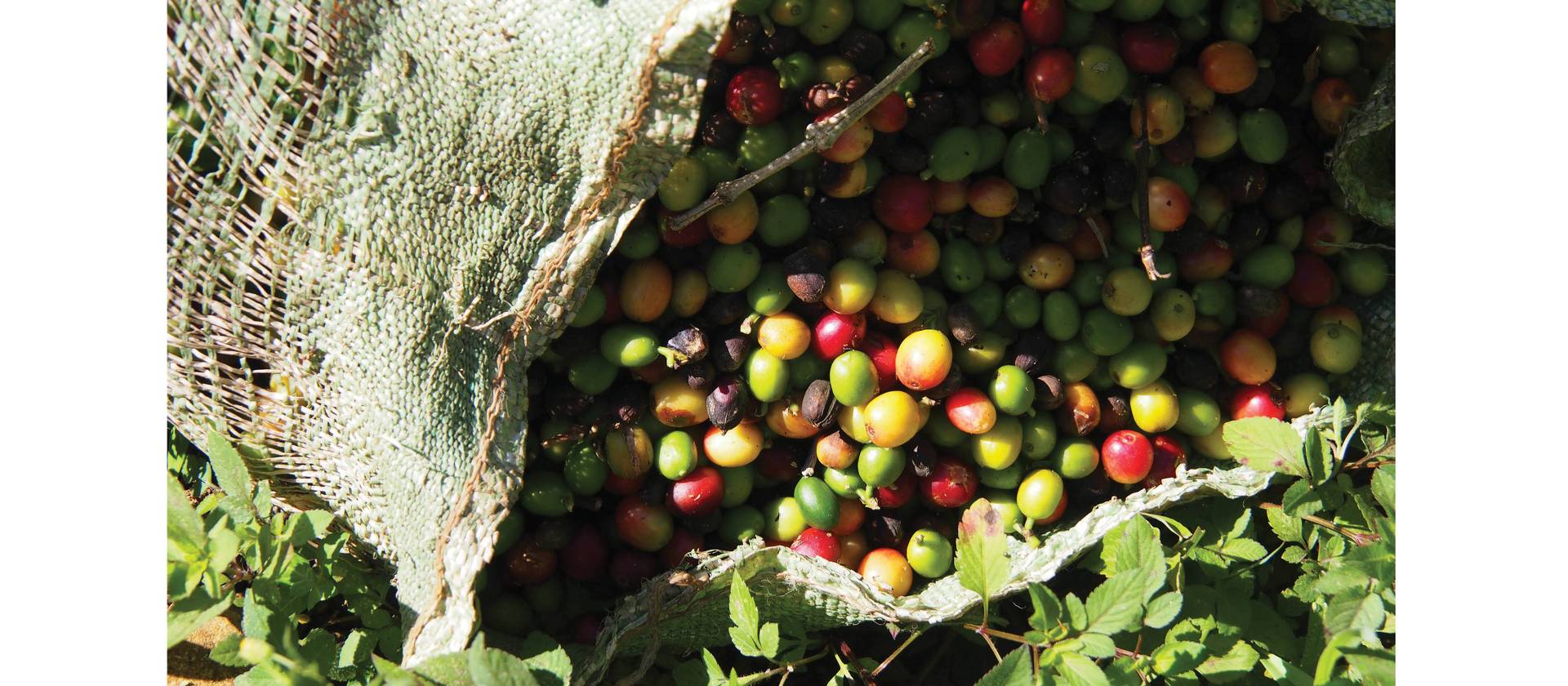 Coffee beans | Michele Eckersley