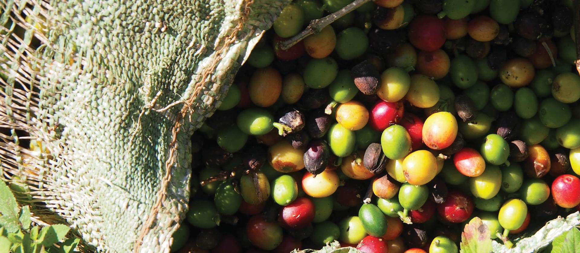 Coffee beans | Michele Eckersley