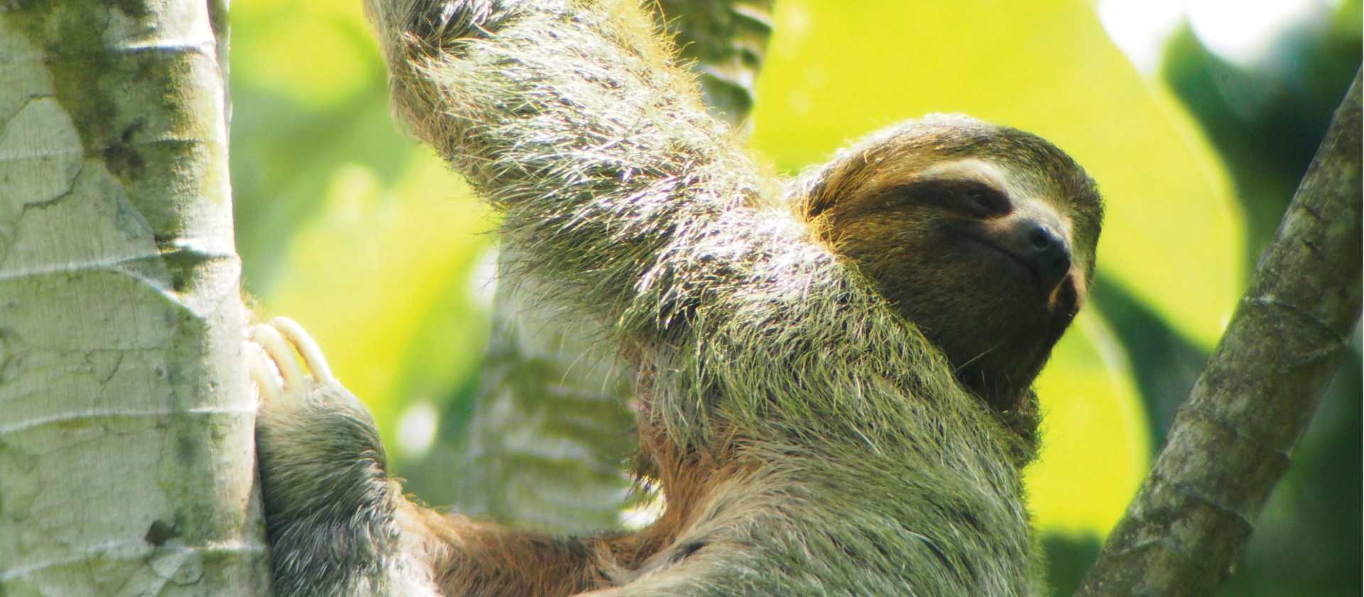 Relaxed looking 3 toed sloth, Manuel Antonio, Costa Rica | Sophie Panton