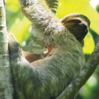 Relaxed looking 3 toed sloth, Manuel Antonio, Costa Rica | Sophie Panton