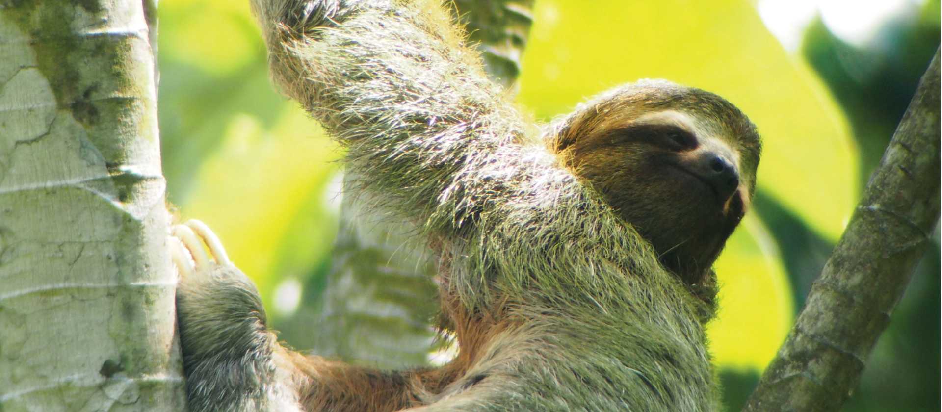 Relaxed looking 3 toed sloth, Manuel Antonio, Costa Rica | Sophie Panton