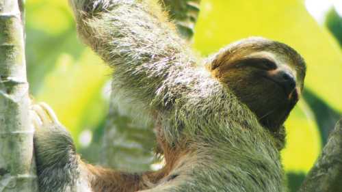 Relaxed looking 3 toed sloth, Manuel Antonio, Costa Rica | Sophie Panton