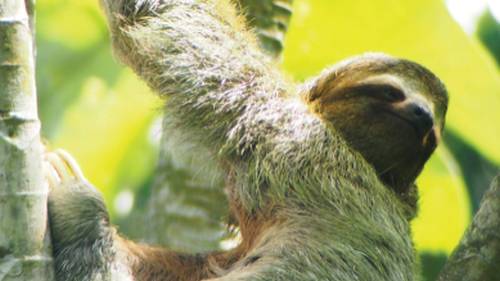 Relaxed looking 3 toed sloth, Manuel Antonio, Costa Rica | Sophie Panton