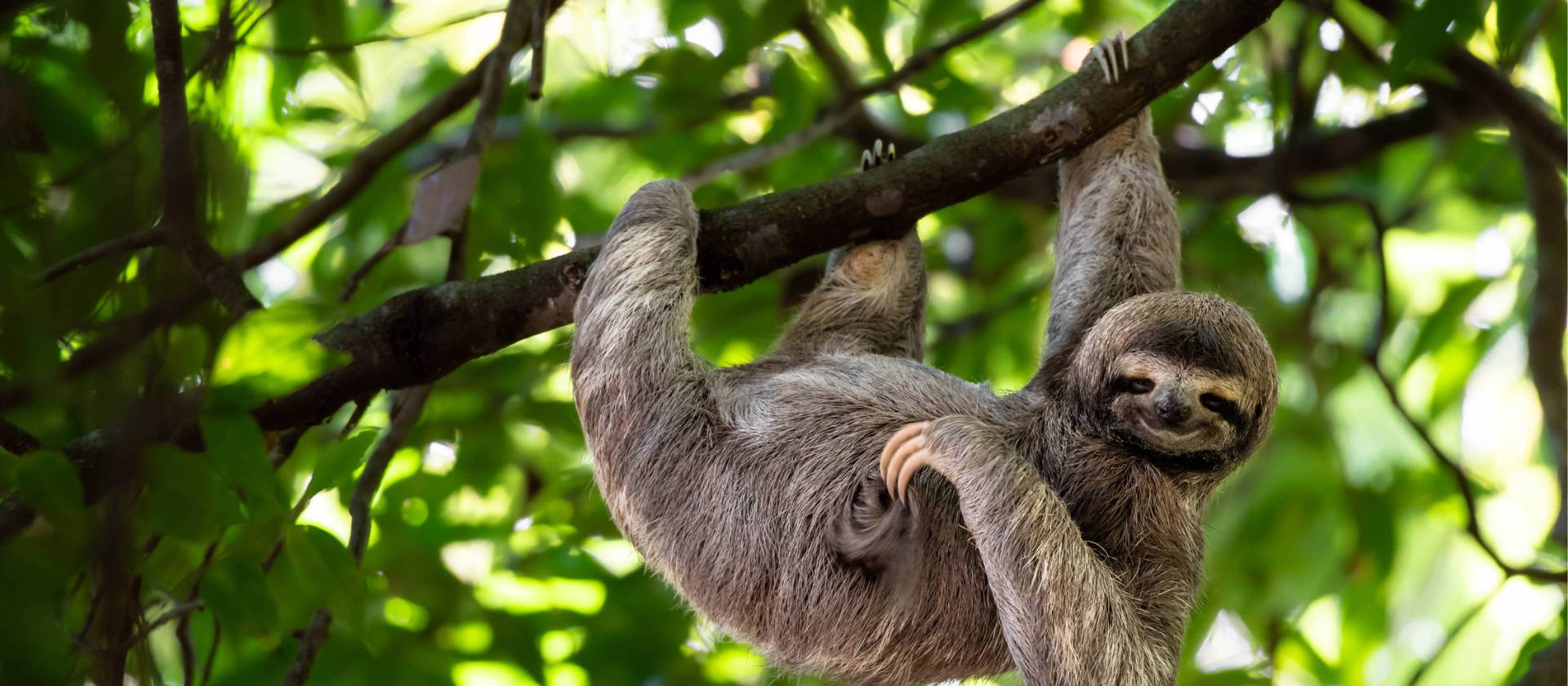 A cute sloth enjoying a belly scratch in the Costa Rican rainforest