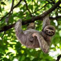 A cute sloth enjoying a belly scratch in the Costa Rican rainforest