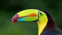 The iconic brightly colored Toucan