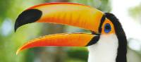 The distinctive Toucan can be found in rainforests in Central and South America