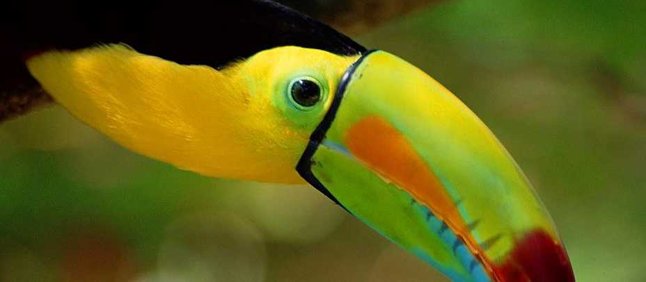 The colourful toucan is an icon of South and Central America