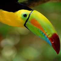 The colourful toucan is an icon of South and Central America